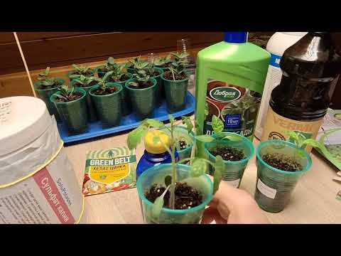 Видео: Подкормки рассады томатов.