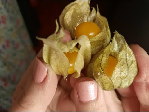 Видео: 🔥ФИЗАЛИС ИЗ МАГНИТА 🔥ПРОБУЮ НА ВКУС ДИКОВИННЫЙ ОВОЩ