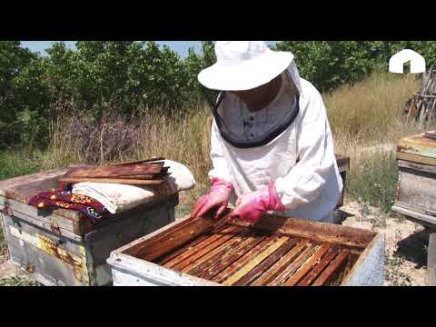 Видео: Бал челек кармап, багбанчылык менен алектенген  апа / Шайыр апалар