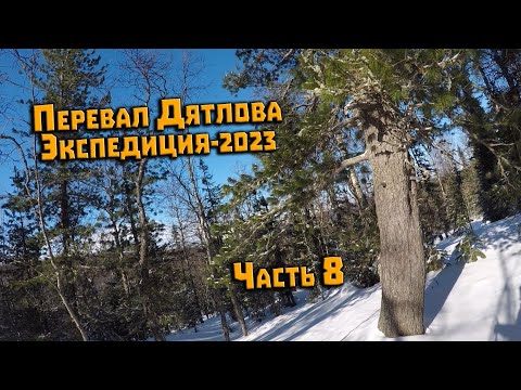 Видео: Экспедиция на перевал Дятлова 2023. Часть 8. Кедр