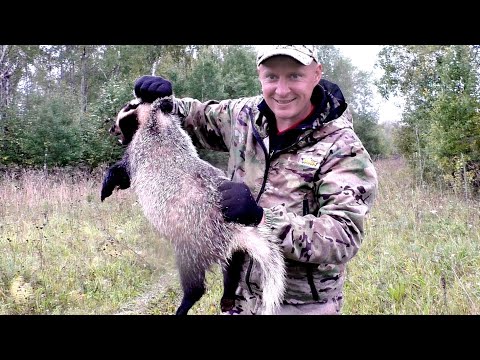 Видео: Охота по Тропам на Барсука!