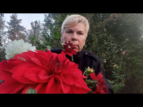 Видео: НАЧАЛА КОПАТЬ ГЕОРГИНЫ.13.10.25Г.