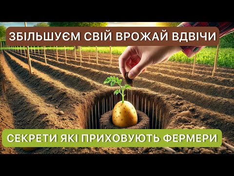Видео: Посадка картоплі: 3 найкращих методи .