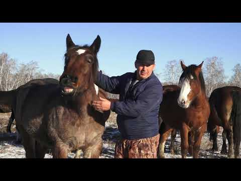 Видео: лошади тяжеловозы