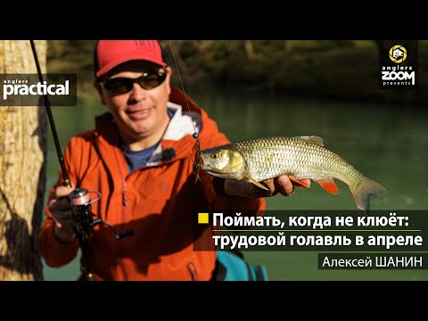 Видео: Поймать, когда не клюёт: трудовой голавль в апреле. Алексей Шанин. Anglers Practical