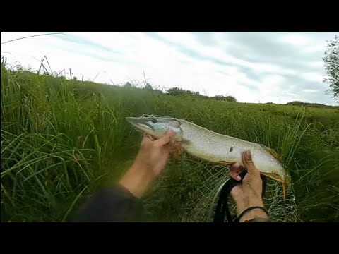 Видео: Кастинговая сеть ф5,15м! Ловим рыбу на консервы. 