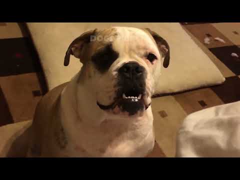 Видео: 🐶🤯 Собаки взбесились! СУПЕР смешные собачьи неудачи! 😂🔥 Смешные видео с собаками