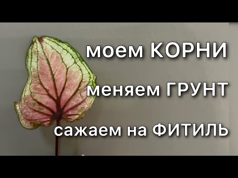 Видео: 16 ноября 2025 г.