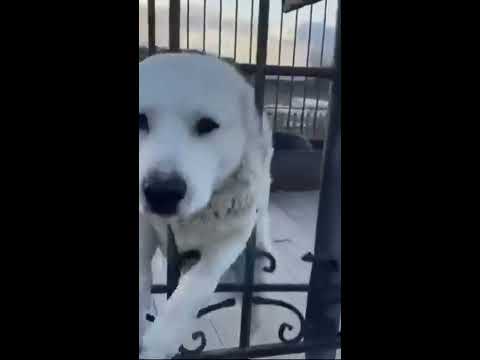 Видео: Салават Фатхетдиновның бер көне.