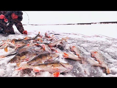 Видео: СКОЛЬКО ЖЕ ТАМ РЫБЫ!! ЗАПОЛЯРНАЯ РЫБАЛКА! ПЕРВЫЙ ЛЁД!!