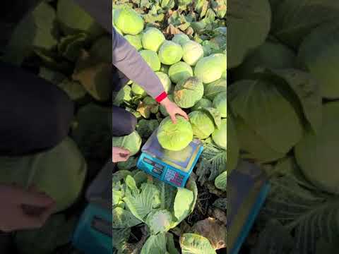 Видео: Капуста Центурион - самая сладкая  и белоснежная!