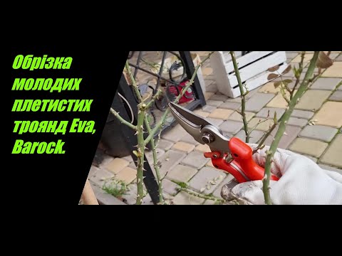 Видео: Обрізка молодих плетистих троянд Eva, Barock.