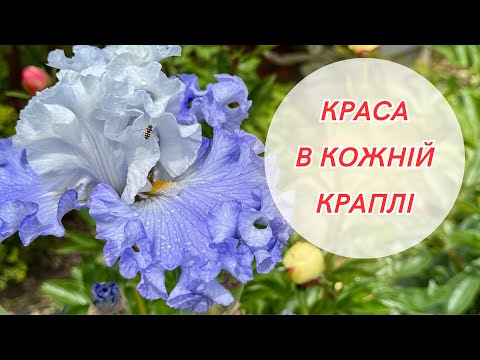 Видео: Мокрі, але щасливі! Неочікувана краса! Огляд квітів у дощову погоду 😊🌧