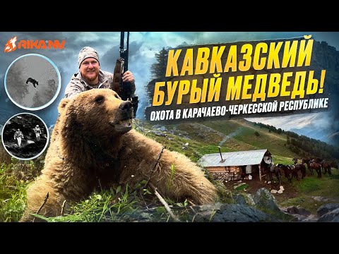 Видео: Кавказский бурый медведь! Охота в Карачаево-Черкесской Республике с RikaNV
