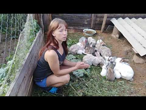 Видео: Как быстро и эфективно развести кроликов/лучший способ