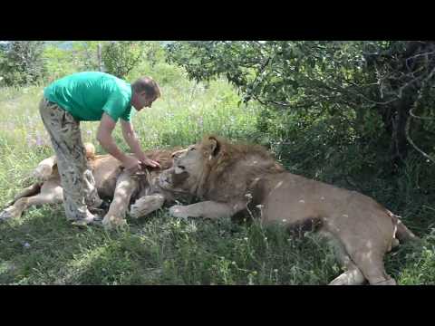 Видео: ЗА ХВОСТ ВОЖАКА !!!Можно мне такое пережить ??? ПОВЕЗЛО !!!