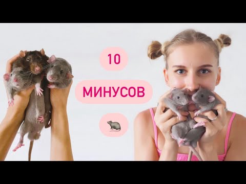 Видео: Минусы крыс 🐀