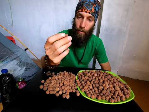 Видео: Как чистить рудракшу!? How to clean rudraksha!?