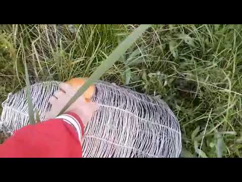 Видео: Корчага#верша#тест ловушек для живца#ловля карася #