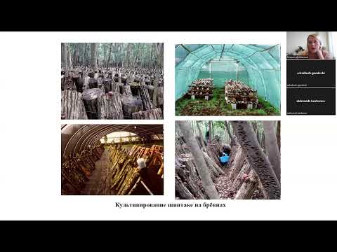 Видео: Разнообразие съедобных грибов