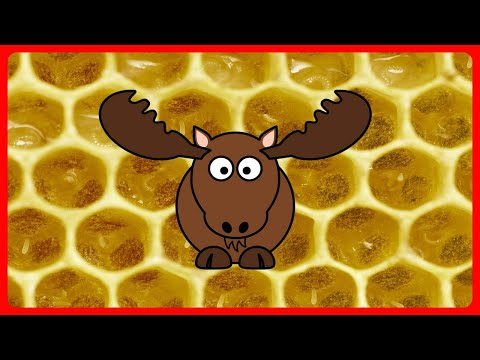 Видео: 🦌 Как лоси лечат варроатоз пчел 🦌