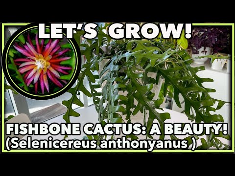 Видео: Кактус «Рыбья кость»