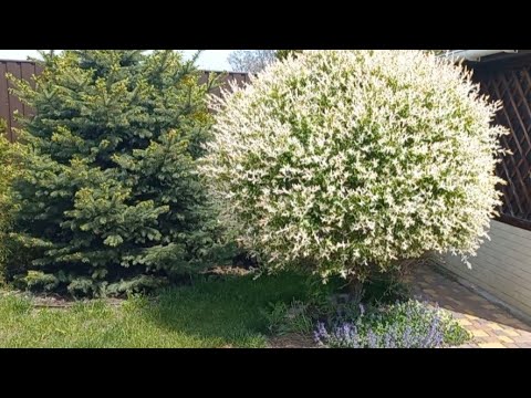 Видео: Цвітіння японських верб, нівакі із ялівця, ставок.Japanese willow blossoms, juniper niwaki, lake.