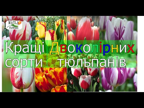 Видео: Кращі двоколірні тюльпани для вигонки