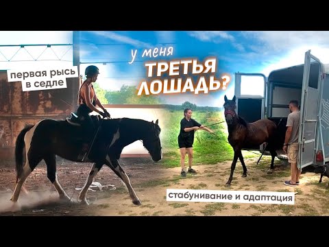 Видео: ПЕРЕЕЗД жеребёнка / Первая РЫСЬ на Хардине В СЕДЛЕ!