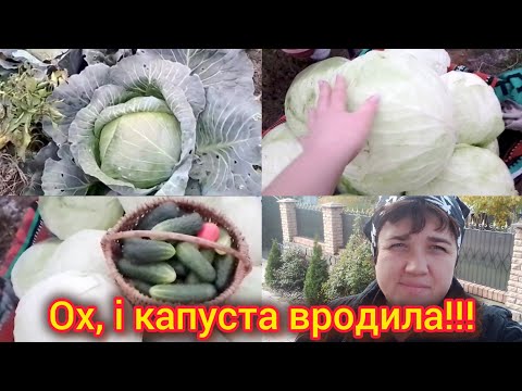 Видео: Яка капуста найврожайніша?🥦Зібрала огірочки.🥒