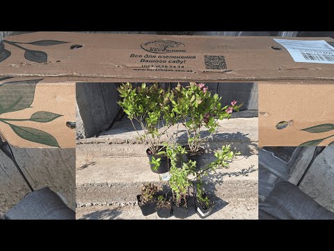 Видео: Посилка від сімейного розплідника БЕРЕЖНЮК