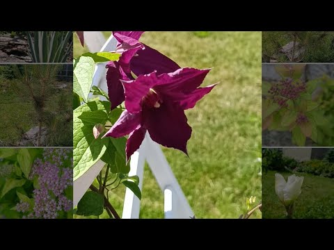 Видео: Прогулка по саду в конце мая.Как цветет спирея карамель,лаванда,розы,приросты у сосен,секрет укропа)