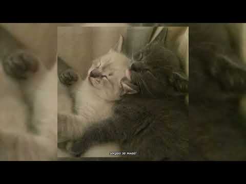 Видео: комсомольск - орфей (speed up)