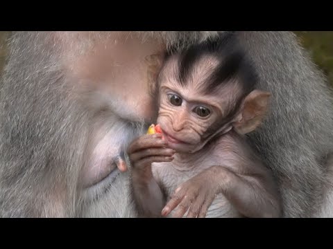 Видео: Милая и избалованная маленькая обезьянка #tuabangmonkey