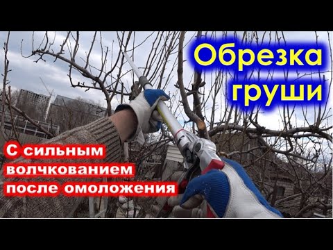 Видео: ОБРЕЗКА ГРУШИ с сильным ВОЛЧКОВАНИЕМ