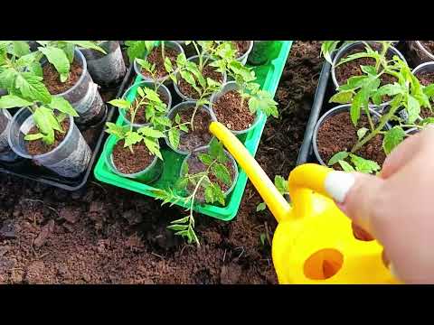 Видео: Вторая подкормка рассады томатов🍅🍅🍅