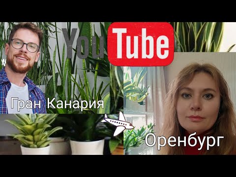 Видео: Мега обзор коллекции сансевиерий моей подруги Натальи. Красивейшие сорта с названиями.
