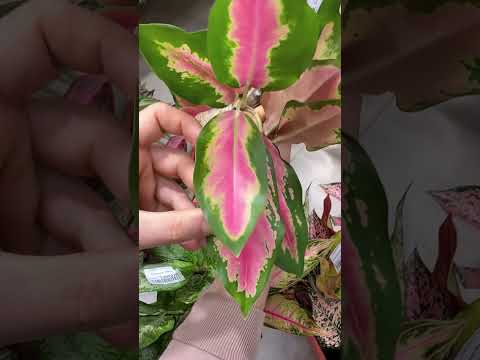 Видео: Тайские аглаонемы в Махачкале 