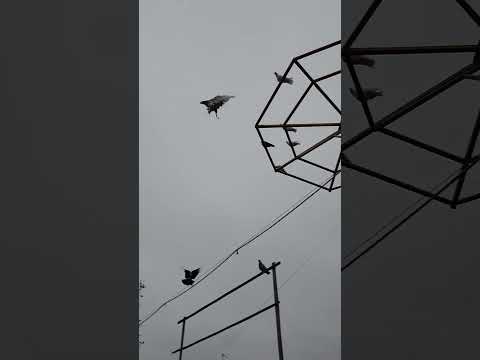 Видео: Самаркандские бойные голуби, случайно занесенные ветром судьбы, обрели новый дом в тверских краях.