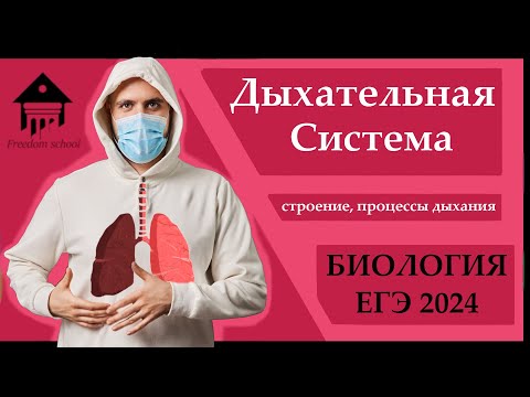 Видео: Дыхательная система ДЛЯ ЕГЭ 2024 |ЕГЭ БИОЛОГИЯ|Freedom|