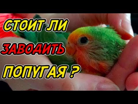 Видео: О ЧЕМ СЛЕДУЕТ ЗАДУМАТЬСЯ ПРЕЖДЕ ЧЕМ ЗАВОДИТЬ ПОПУГАЯ В КАЧЕСТВЕ ДОМАШНЕГО ПИТОМЦА