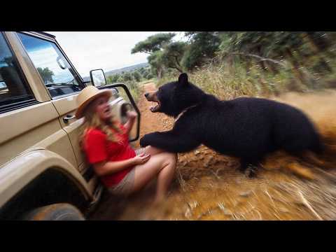 Видео: 85 самых мощных моментов из жизни животных, снятых на камеру