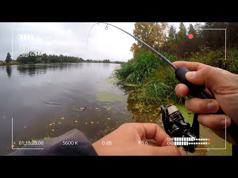 Видео: Прогулка со спиннингом. Река Дубна. Пятнистые и полосатые.