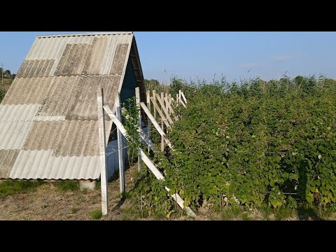 Видео: Солнечный ожог малины. Мой опыт