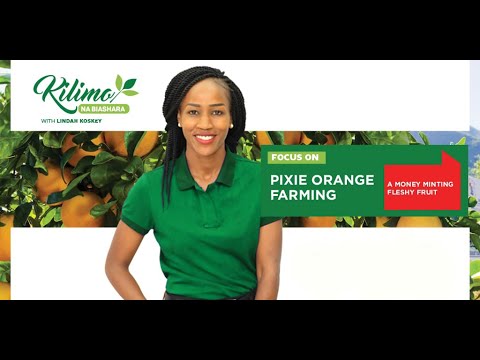 Видео: Сельское хозяйство и бизнес | Фермерство Pixie Orange