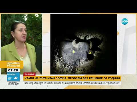 Видео: Бивол помля кола в София - Здравей, България (18.09.2024)