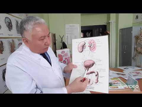 Видео: Бүйрек, несепағар, еркек жыныс мүшелері