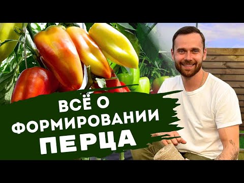 Видео: Как формировать перец в открытом и защищенном грунте. Про коронный цветок. Подкормки. Подвязка.