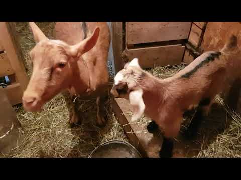 Видео: Чешские козы!