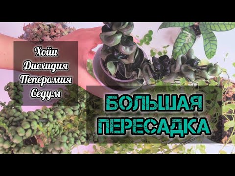 Видео: Большая пересадка - Хойи, дисхидия Панголин, пеперомия и седум